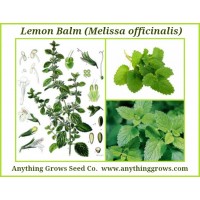 Herb - Lemon Balm - Organic